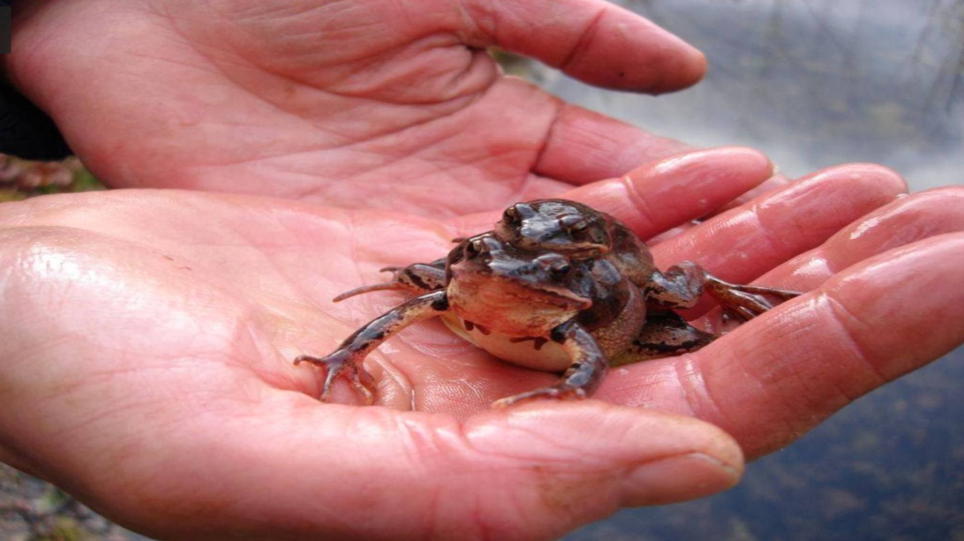 Ein Grasfrosch-Paar auf der Hand